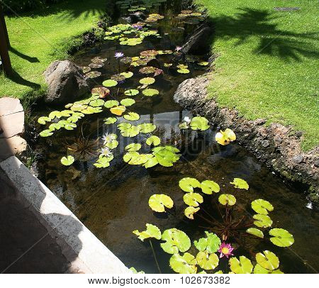 Aguapé em jardim