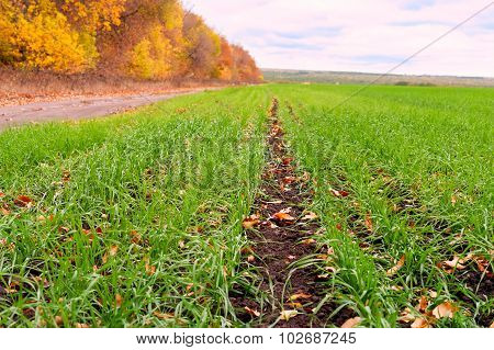 Autumn, Forest, Winter Crops
