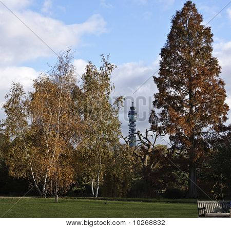 Gelber Baum in Regent park