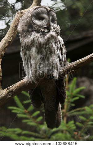 Great grey owl (Strix nebulosa). Wild life animal. 