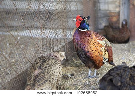 Family of Common pheasant