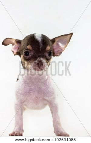 Cute Short Hair Chiwawa