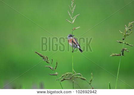 Common Stonechat