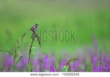 Common Stonechat