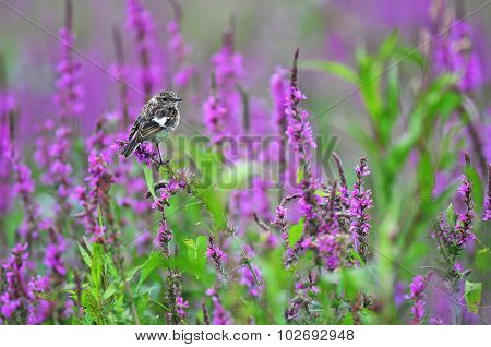 Common Stonechat Standing On A Purple Flower