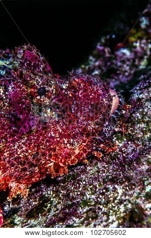 Stonefish