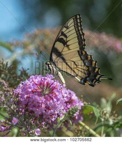 Swallowtail Butterflies