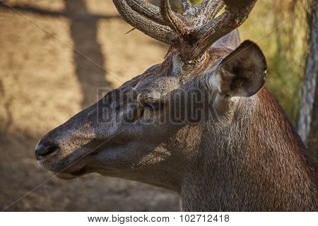 Red Deer Stag
