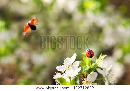 Ladybug takes off from a flowering cherry tree.