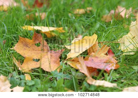 Autumn leaves on green grass