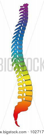 Backbone Rainbow Colored Spine
