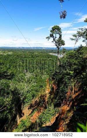 Amazon Forest