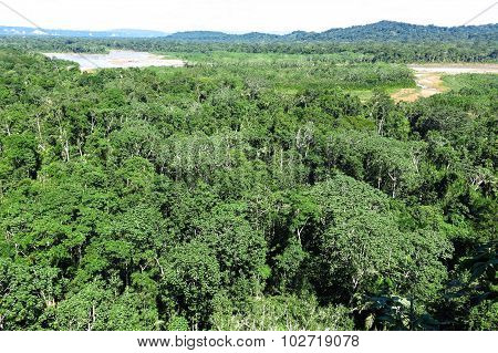 Amazon Forest