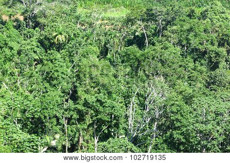 Amazon Forest