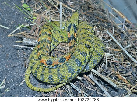 Snake (rhabdophis Tigrina)