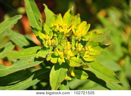 Cushion Spurge (euphorbia Epithymoides)