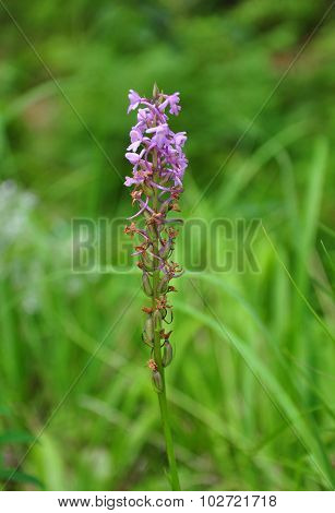 Fragrant Orchid (gymnadenia Conopsea)