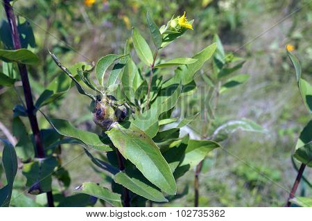 Plant Gall