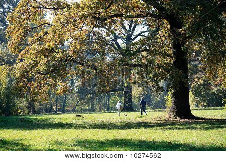 Autumn scene
