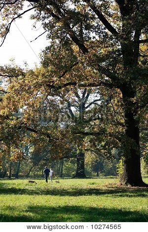 Autumn scene