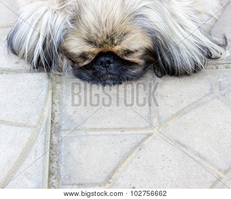 Pekinese dog. 