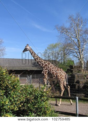 Giraffe in the zoo, Sunny weather