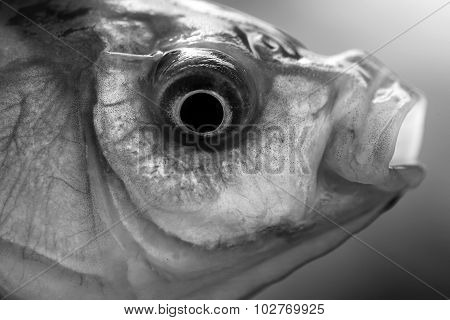 Fish Head