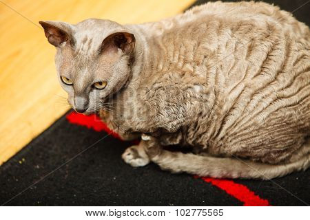 Animals At Home. Egyptian Mau Cat