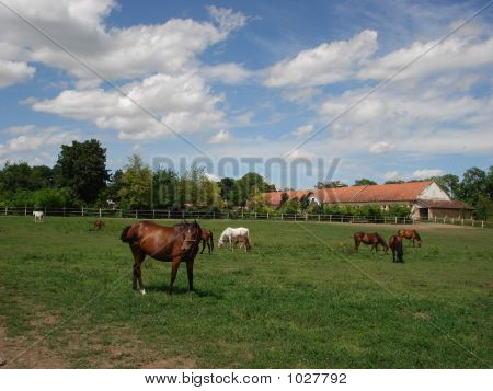 Wild Horses