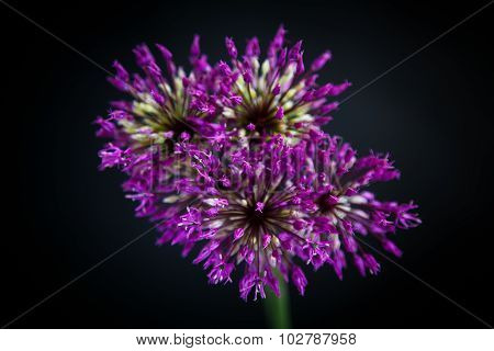 Allium