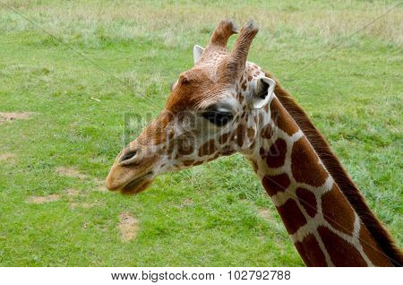 Side Profile of Giraffe