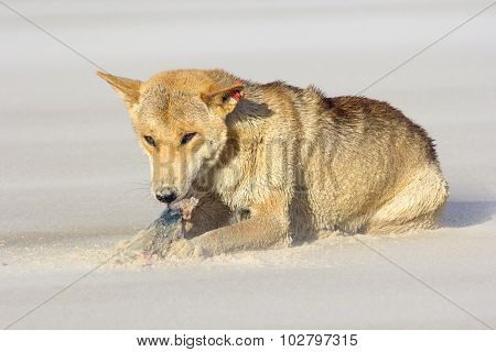 Dingo