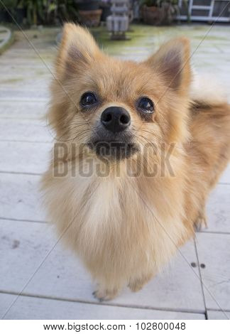 brown Pomeranian dogs