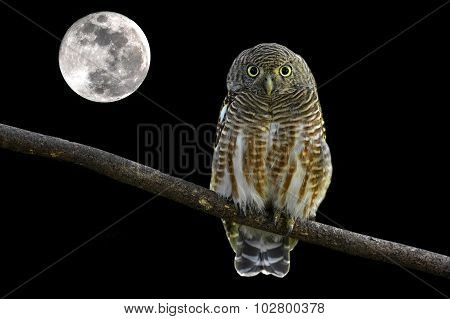 Asian Barred Owlet