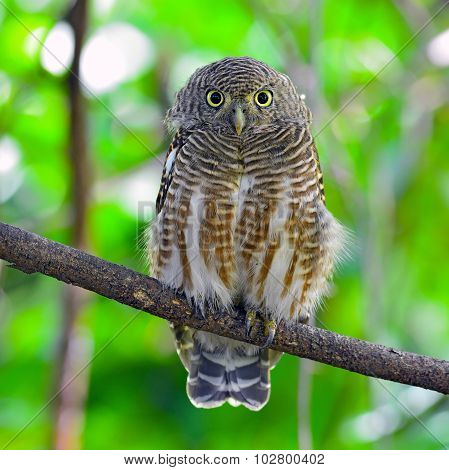 Asian Barred Owlet
