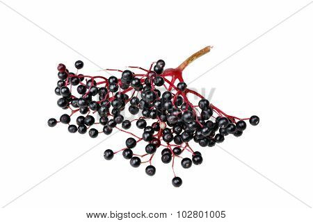 Elderberry