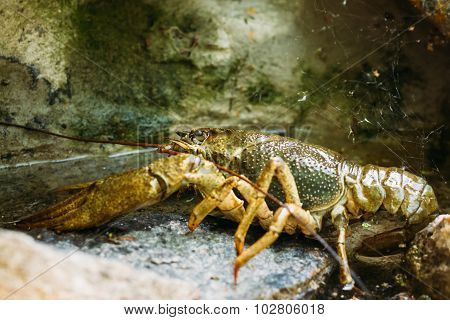 Wild Signal crayfish is sitting on stone.