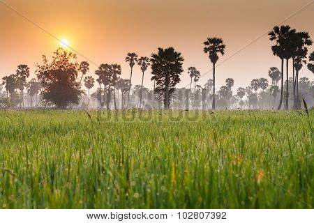 Rice field with palm tree background