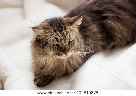 Main coon cat