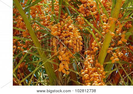 Date palm tree with unripned fruit