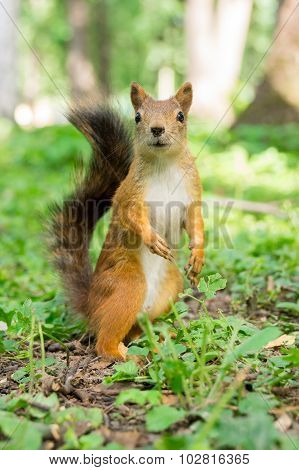 The photo shows a squirrel. Squirrel eats a nut.