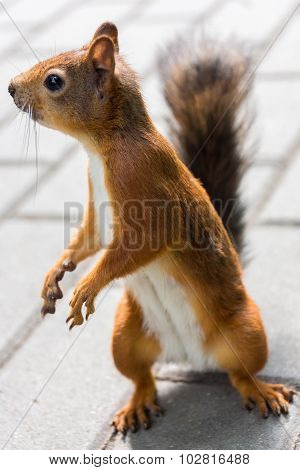 The photo shows a squirrel. Squirrel eats a nut.