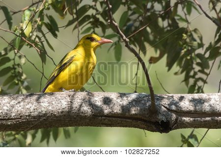 African Golden Oriole (oriolus Auratus) Perched On A Branch