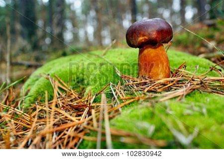 Mushroom Xerocomus Badius