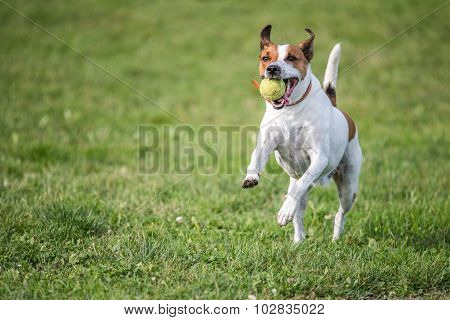 Danish Swedish Farmdog