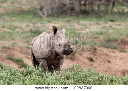 A Cute Baby Rhino In The Wild
