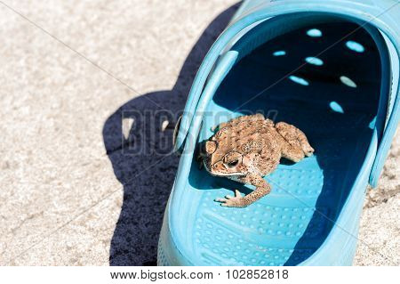 Small Toad Hide In The Shoe