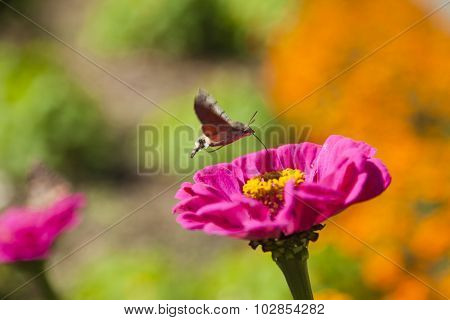 Hyles On A Flower