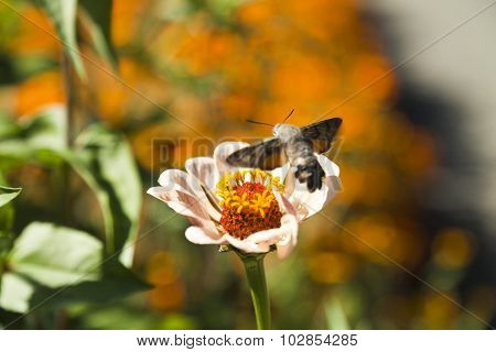 Hyles On A Flower