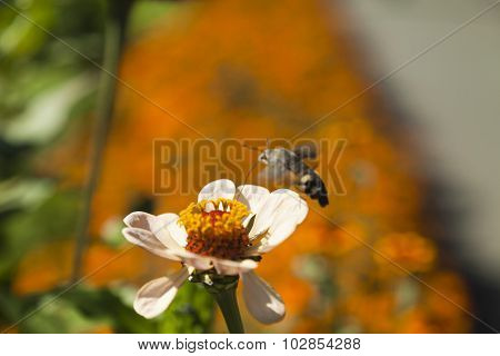 Hyles On A Flower